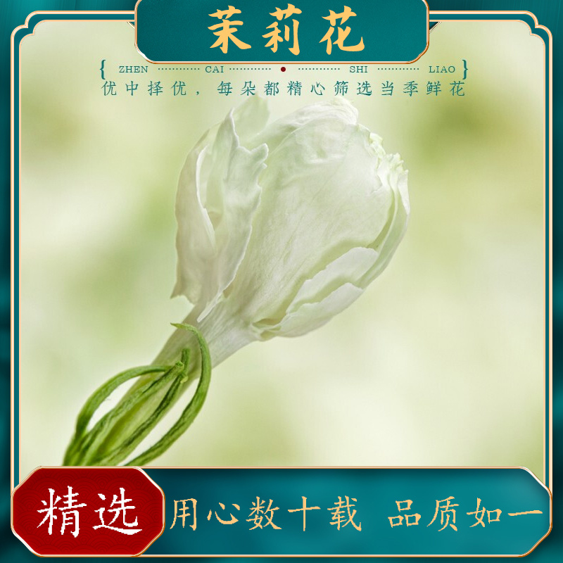 茉莉花茶横县茉莉花干花花蕾花苞新花清香型当季茉莉花中药泡