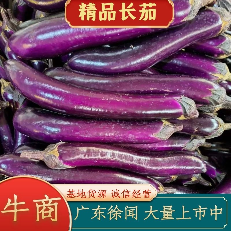 紫茄子长茄，广东靓货，产地直发量大，从优，价格优惠