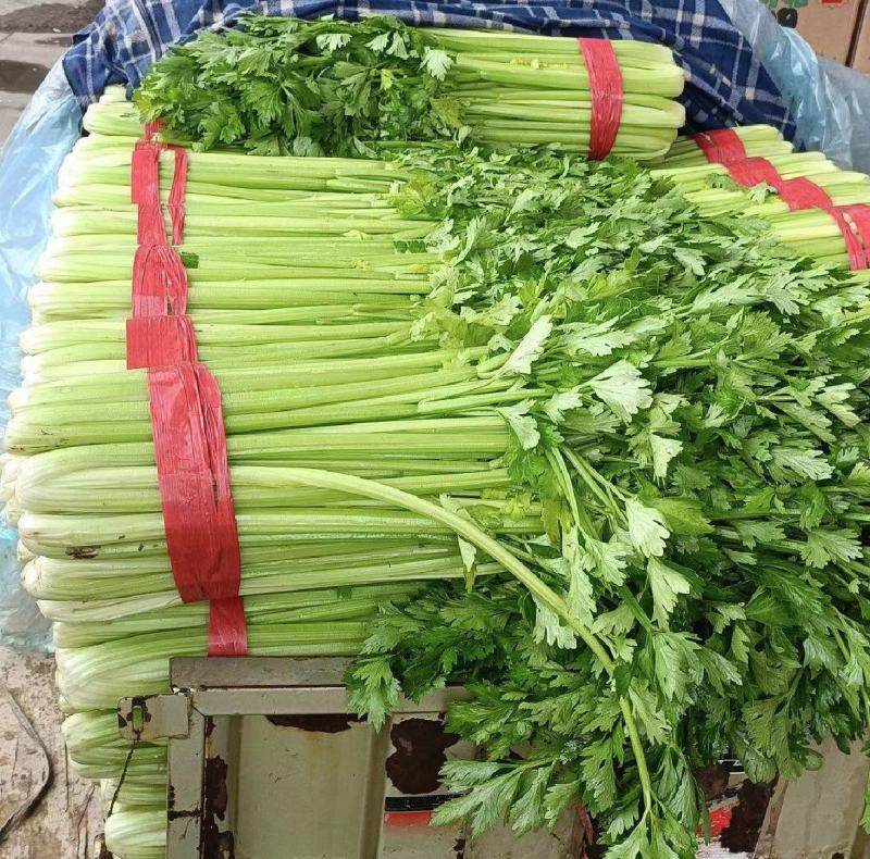 精品西芹商超供应一手货源源头商家欢迎来电咨询