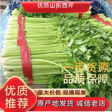 精品西芹商超供应一手货源源头商家欢迎来电咨询