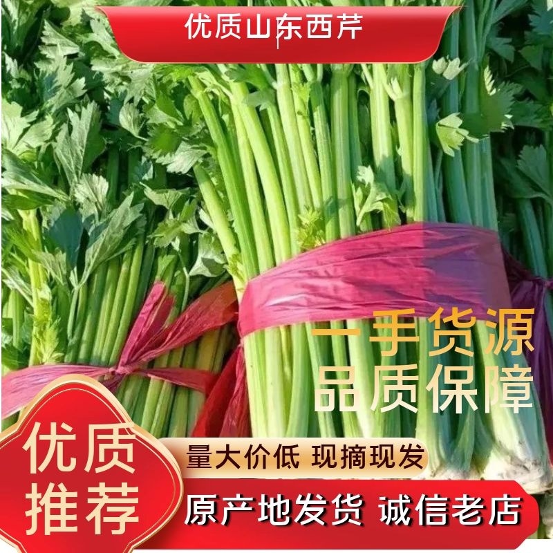 精品西芹商超供应一手货源源头商家欢迎来电咨询