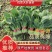 精品大叶菠菜商超品质大量有货现摘现发质量优先欢迎来电