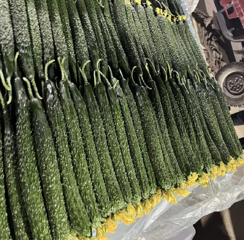 兰陵密刺黄瓜颜色好量大质量保证商超社区团购有意者可电联