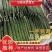 兰陵密刺黄瓜颜色好量大质量保证商超社区团购有意者可电联