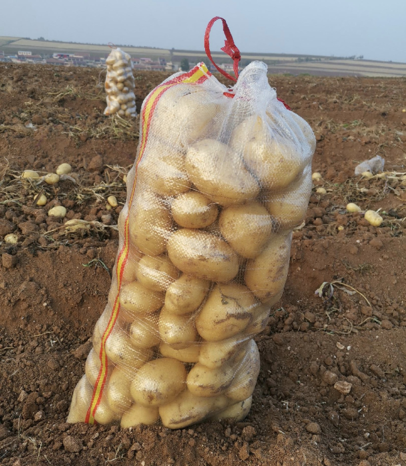 滕州荷兰土豆产地货源质量优先大量有货欢迎电联