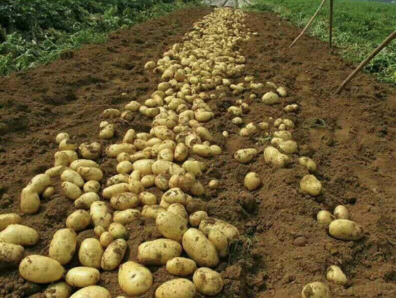 滕州荷兰土豆产地货源质量优先大量有货欢迎电联