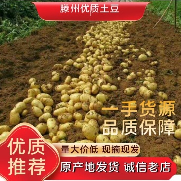 滕州荷兰土豆产地货源质量优先大量有货欢迎电联