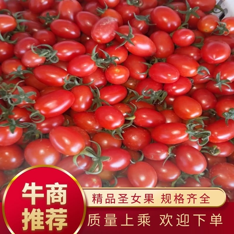 山东大红千禧圣女果，基地现摘现发，自然成熟，品质有保障。