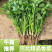 【推荐】河北香菜精品香菜农家自种大量上市按需配货发车