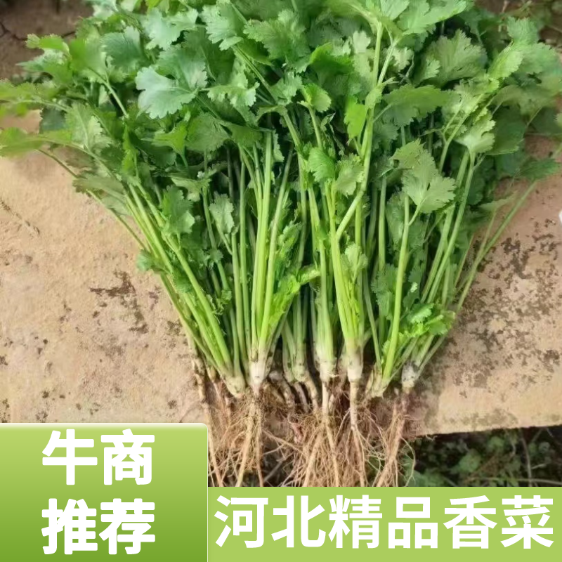 【推荐】河北香菜精品香菜农家自种大量上市按需配货发车