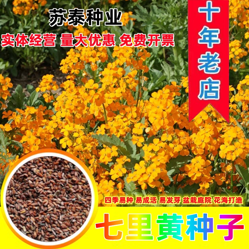 七里黄种子秋冬季播种花卉七里黄种子工程绿化耐寒黄色花海植