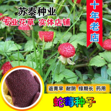 蛇莓种子野生草莓多年生园林地被花籽草坪籽四季庭院盆栽花卉