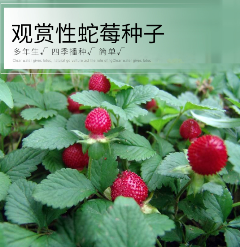 蛇莓种子野生草莓多年生园林地被花籽草坪籽四季庭院盆栽花卉