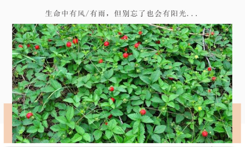 蛇莓种子野生草莓多年生园林地被花籽草坪籽四季庭院盆栽花卉