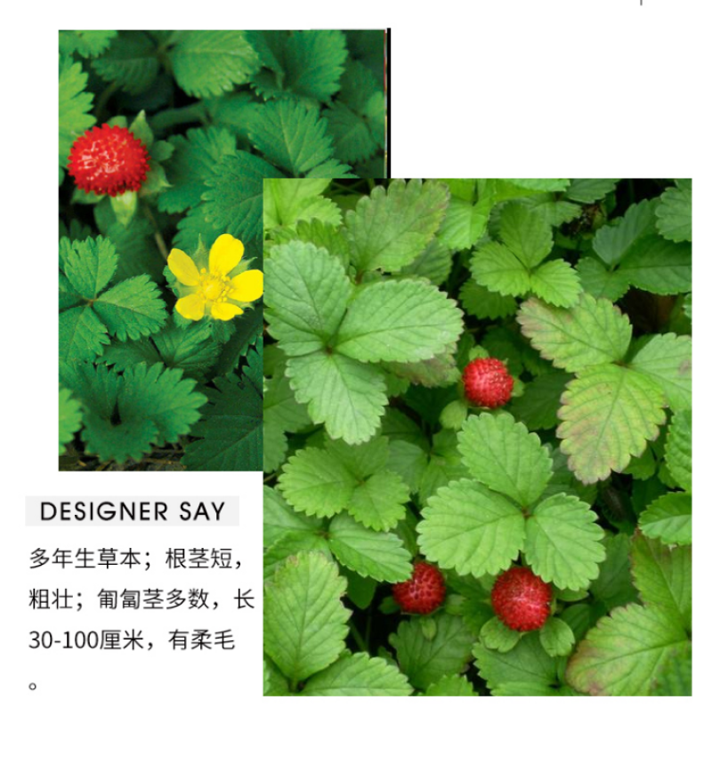 蛇莓种子野生草莓多年生园林地被花籽草坪籽四季庭院盆栽花卉