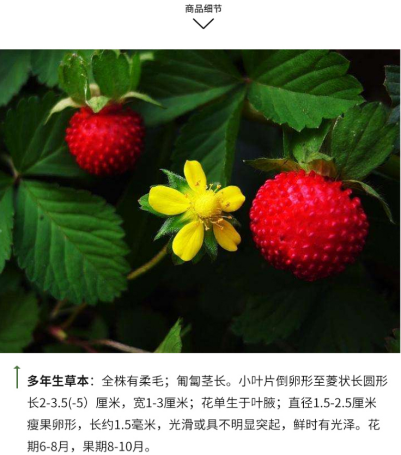 蛇莓种子野生草莓多年生园林地被花籽草坪籽四季庭院盆栽花卉