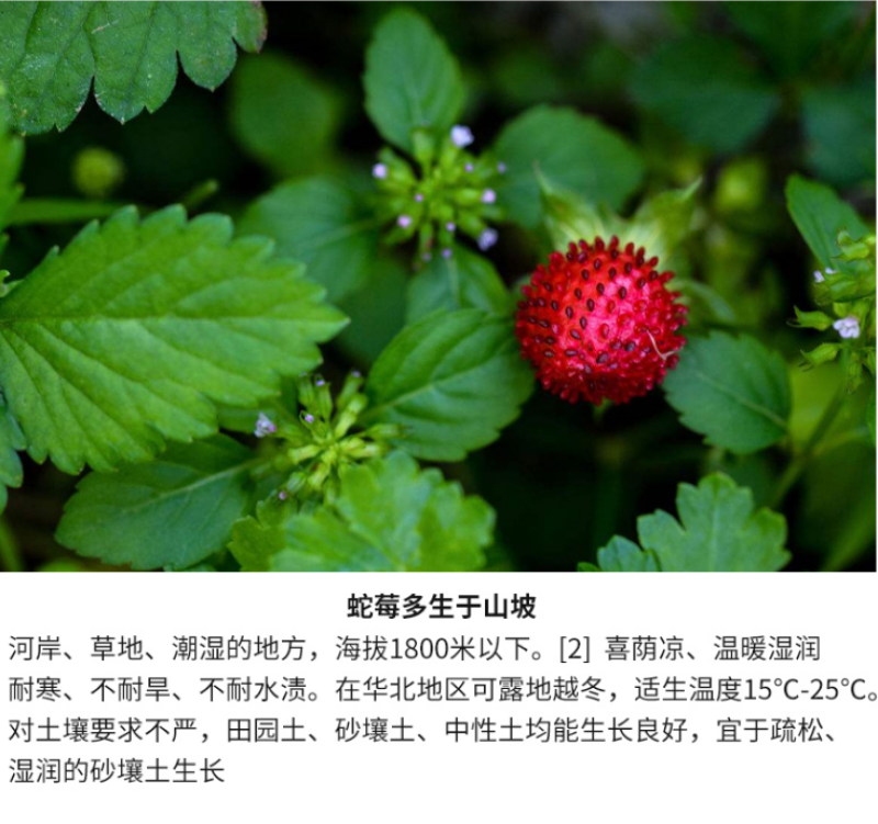 蛇莓种子野生草莓多年生园林地被花籽草坪籽四季庭院盆栽花卉