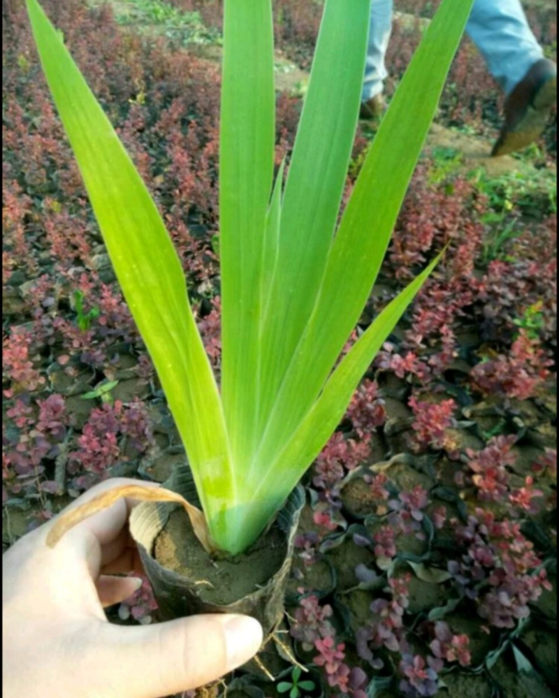 蓝花鸢尾