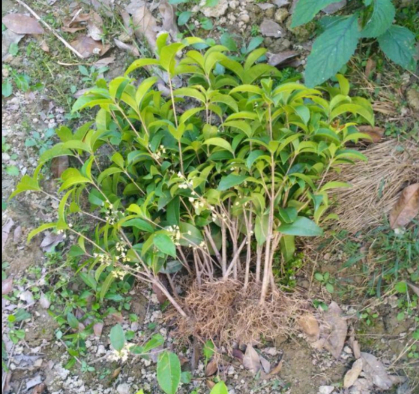 九里香与四季桂花香对比