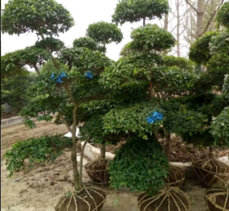 小叶女贞桩景