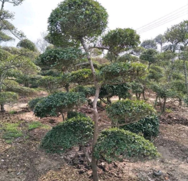 小叶女贞桩景