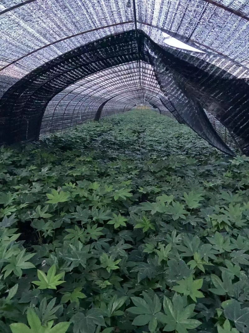 八角金盘
