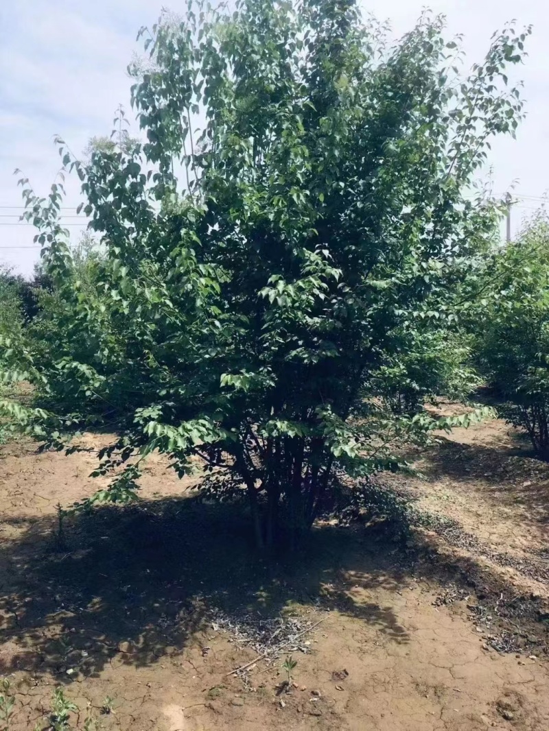暴马丁香苗