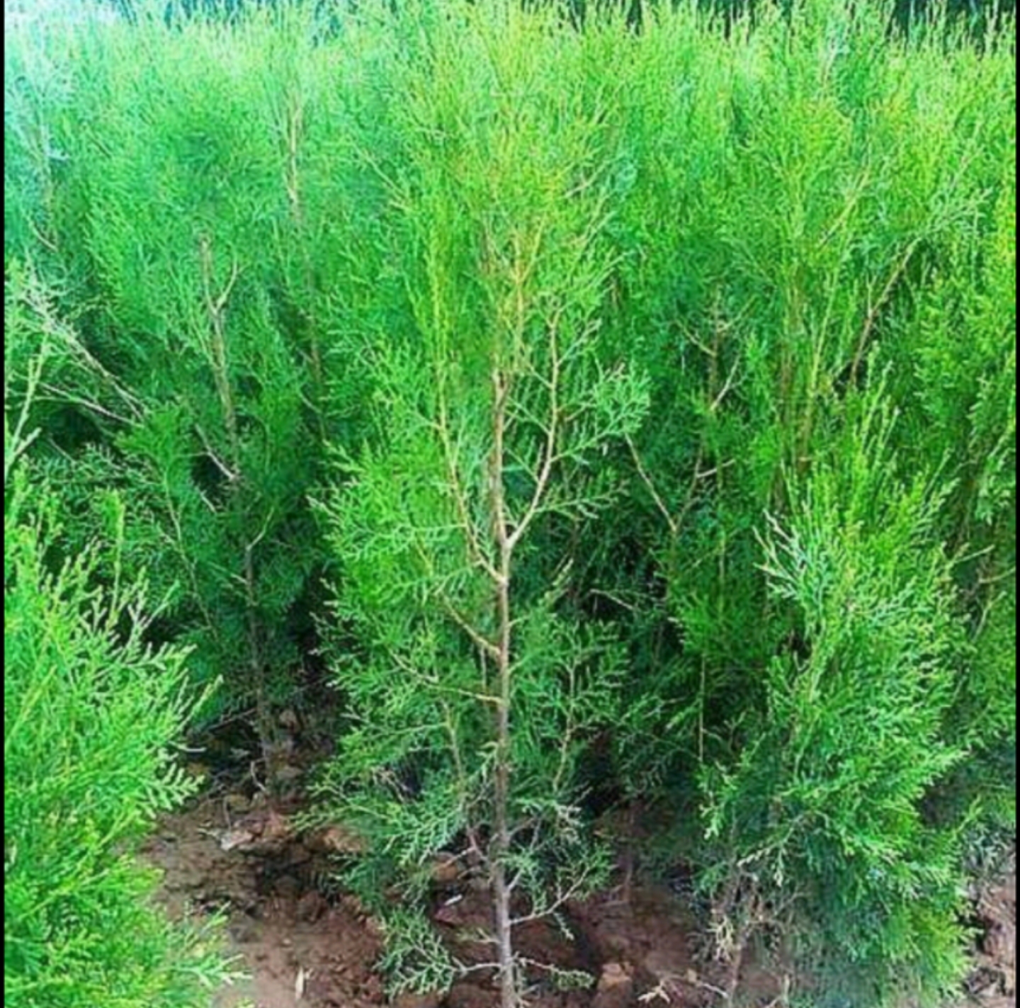 展示多种规格的侧柏苗木,包括地径、高度、冠幅等不同标准,体现基地的专业化与多样化 侧柏苗木展示图