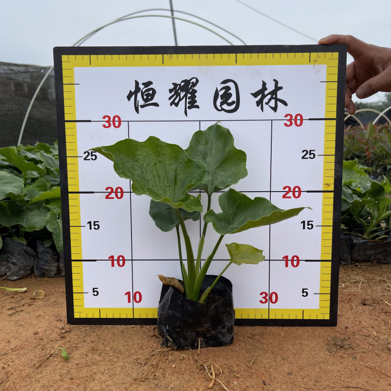 春羽春芋、春雨、喜林芋、蔓绿绒、羽裂蔓绿绒