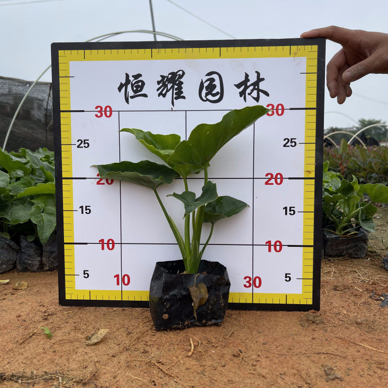 春羽春芋、春雨、喜林芋、蔓绿绒、羽裂蔓绿绒