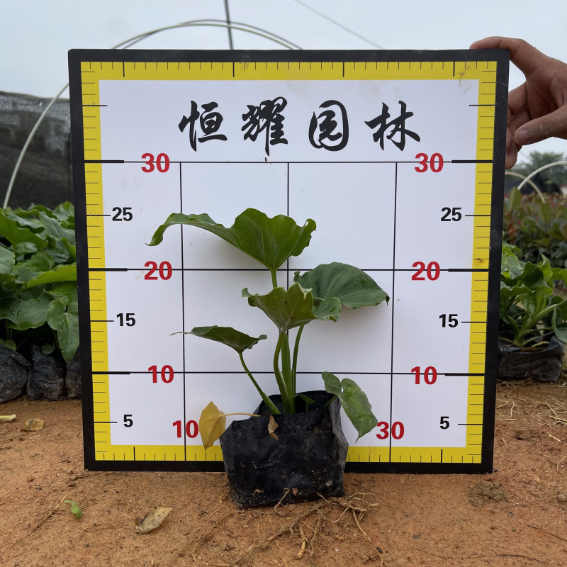 春羽春芋、春雨、喜林芋、蔓绿绒、羽裂蔓绿绒