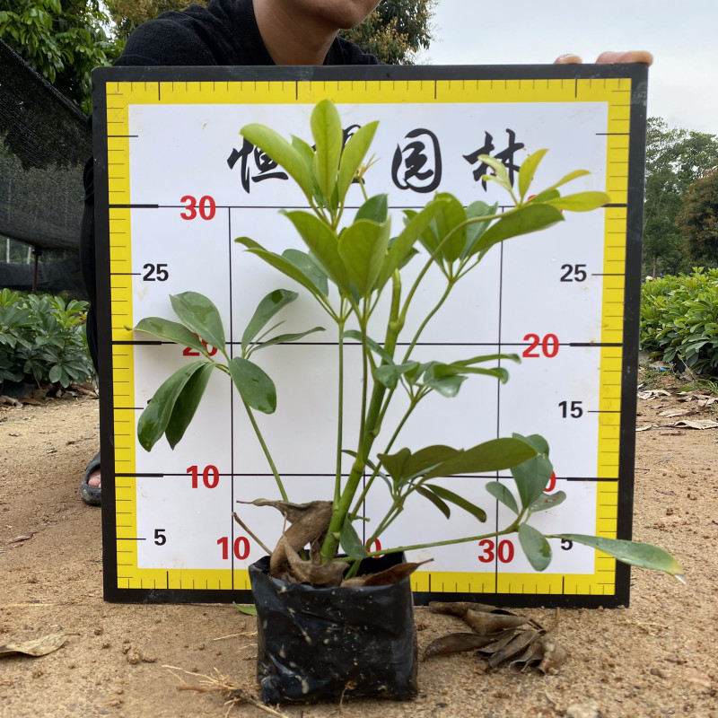 鸭脚木鸭脚板、鸭脚皮、鹅掌柴、五指通、伞托树