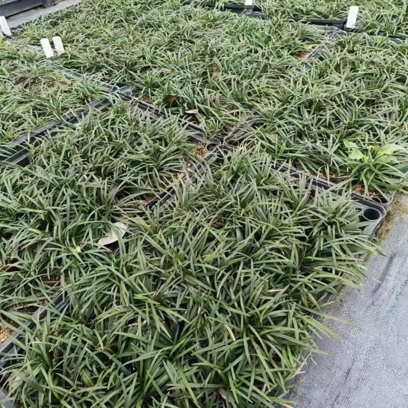 玉龙草矮麦冬场地直销大量供应欢迎咨询