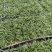 玉龙草矮麦冬场地直销大量供应欢迎咨询