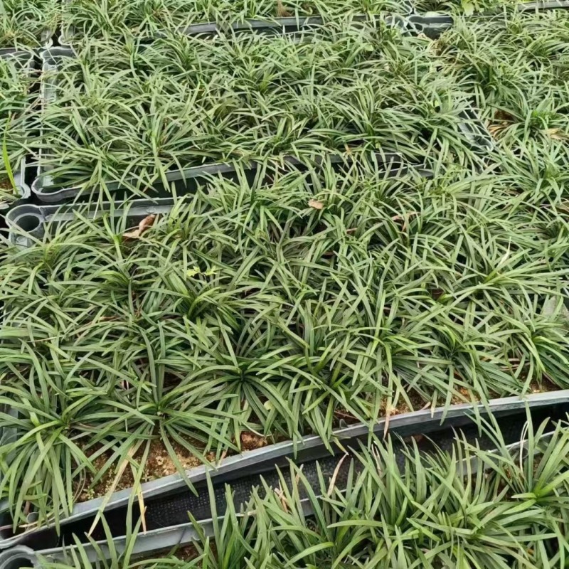 玉龙草矮麦冬场地直销大量供应欢迎咨询