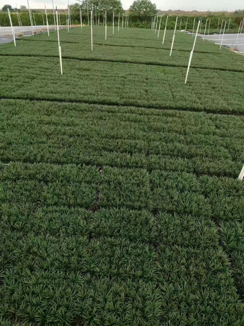 玉龙草矮麦冬场地直销大量供应欢迎咨询