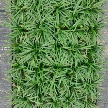 玉龙草矮麦冬场地直销大量供应欢迎咨询