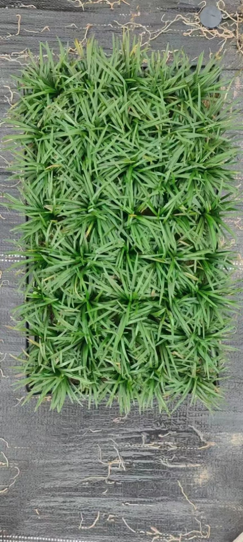 玉龙草矮麦冬场地直销大量供应欢迎咨询