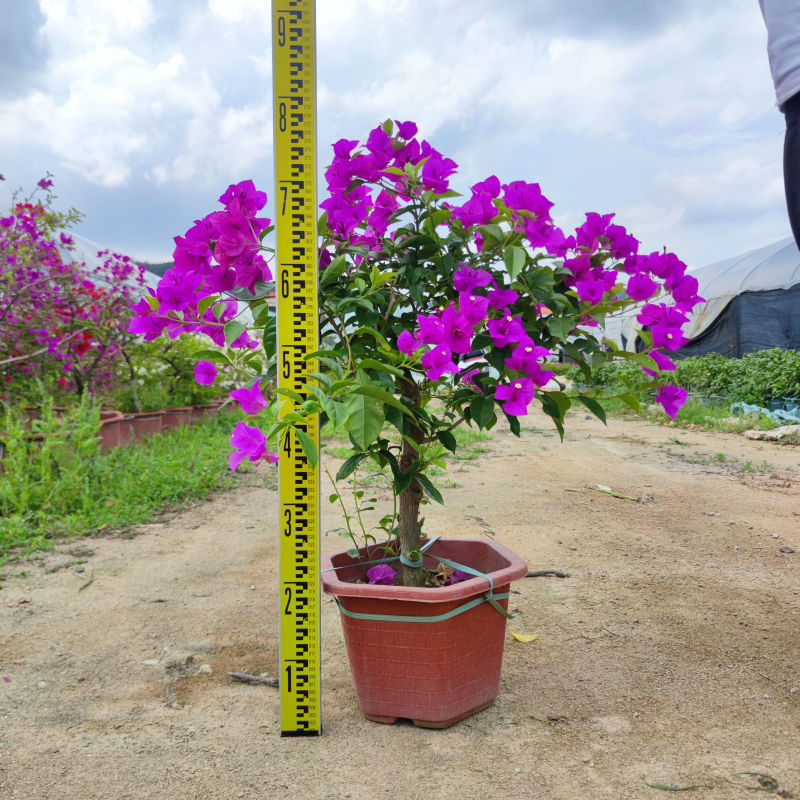 紫花三角梅紫花簕杜鹃场地直销大量供应欢迎咨询