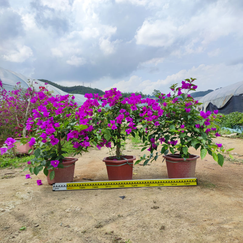 紫花三角梅紫花簕杜鹃场地直销大量供应欢迎咨询