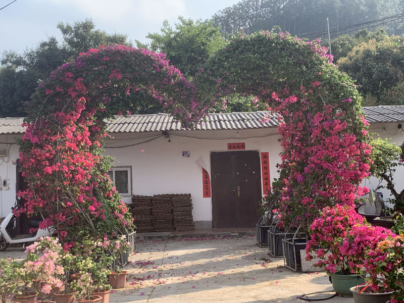 造型三角梅场地直销大量供应欢迎咨询