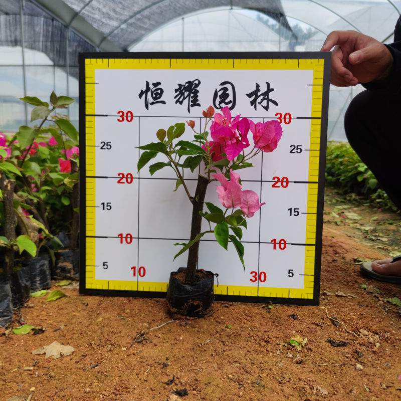 三角梅、三角花、三叶梅、簕杜鹃、叶子花