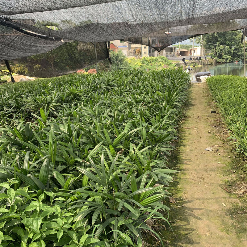棕竹观音竹，筋头竹场地直销大量供应欢迎咨询