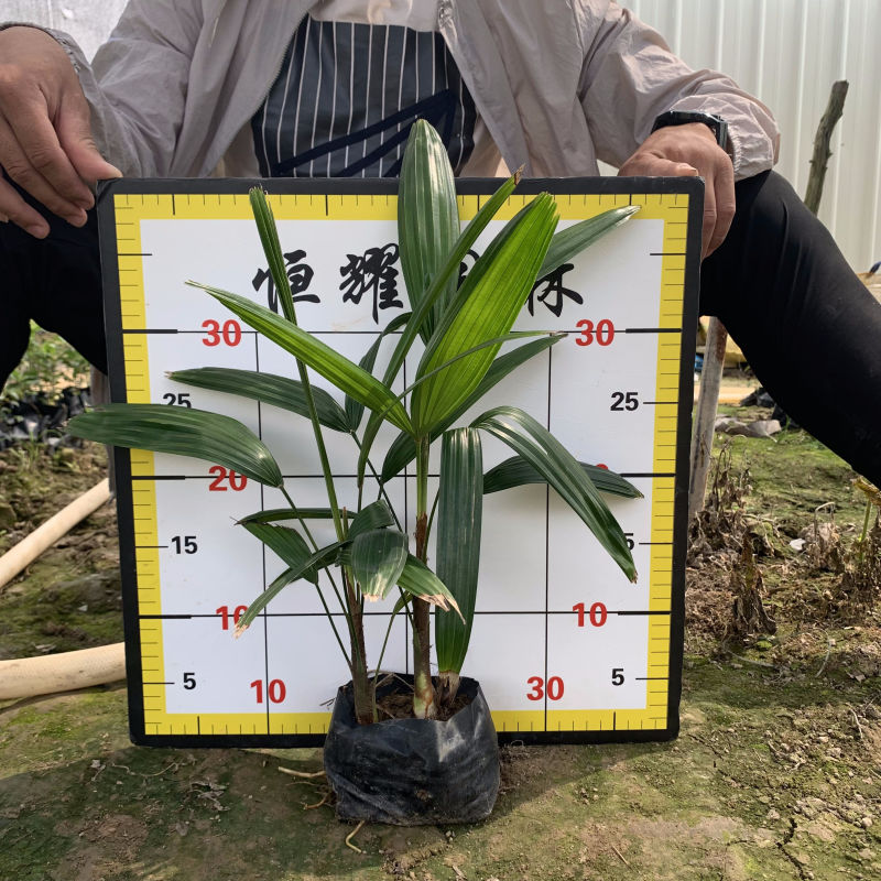 棕竹观音竹，筋头竹场地直销大量供应欢迎咨询