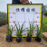 蓝花莉翠芦莉兰花草地直销大量供应欢迎咨询