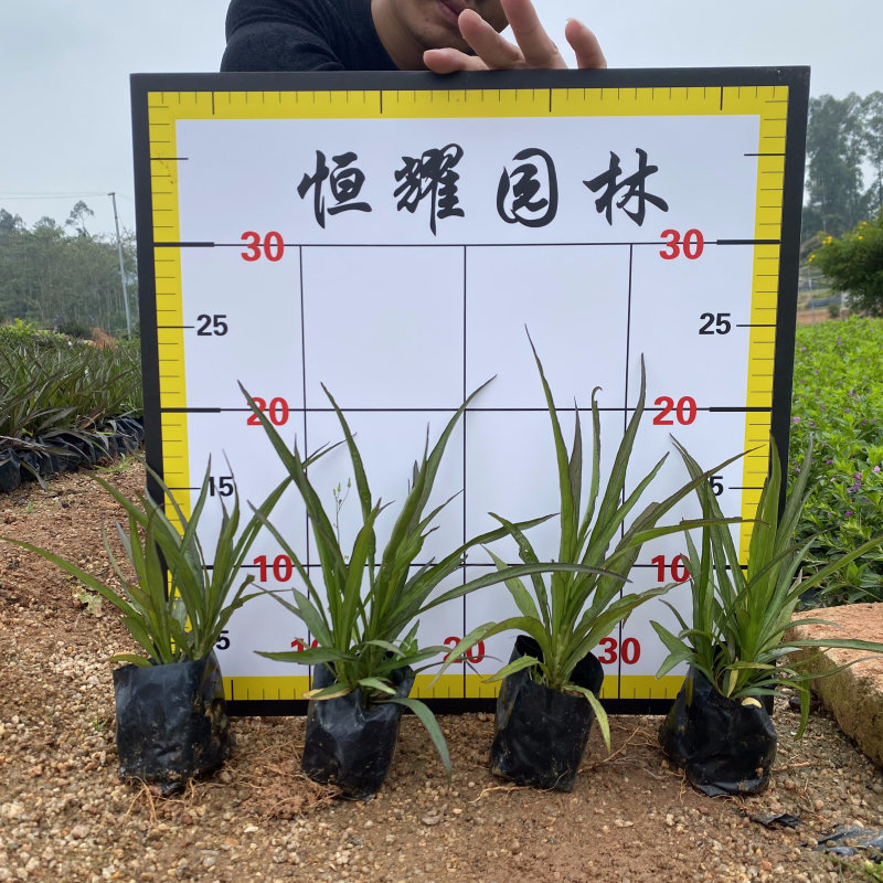 蓝花莉翠芦莉兰花草地直销大量供应欢迎咨询