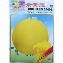 早熟礼品西瓜种子景黄宝三型黄皮黄瓤小西瓜水果种籽甜脆味浓