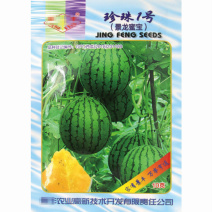 景丰珍珠1号西瓜种子早熟花皮黄肉圆果甜脆薄皮西瓜