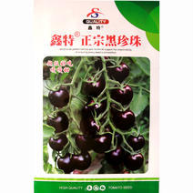 黑珍珠番茄种子黑色果果硬肉质脆裂果少做果多