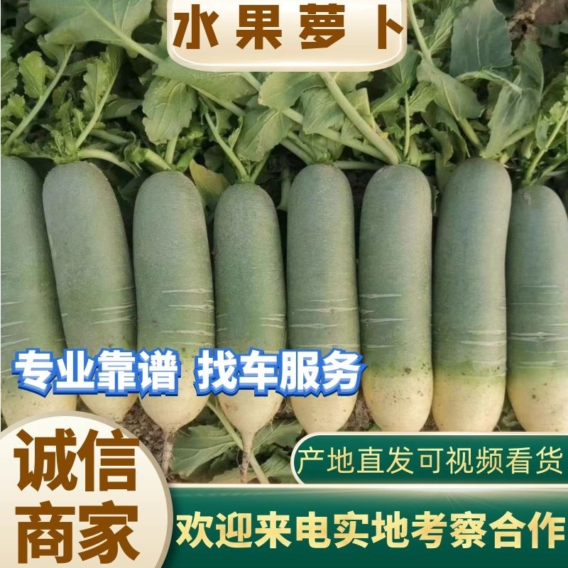 山东水果萝卜绿萝卜商超，电商平台，水洗加工